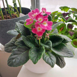 African Violet