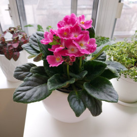 African Violet