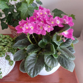 African Violet