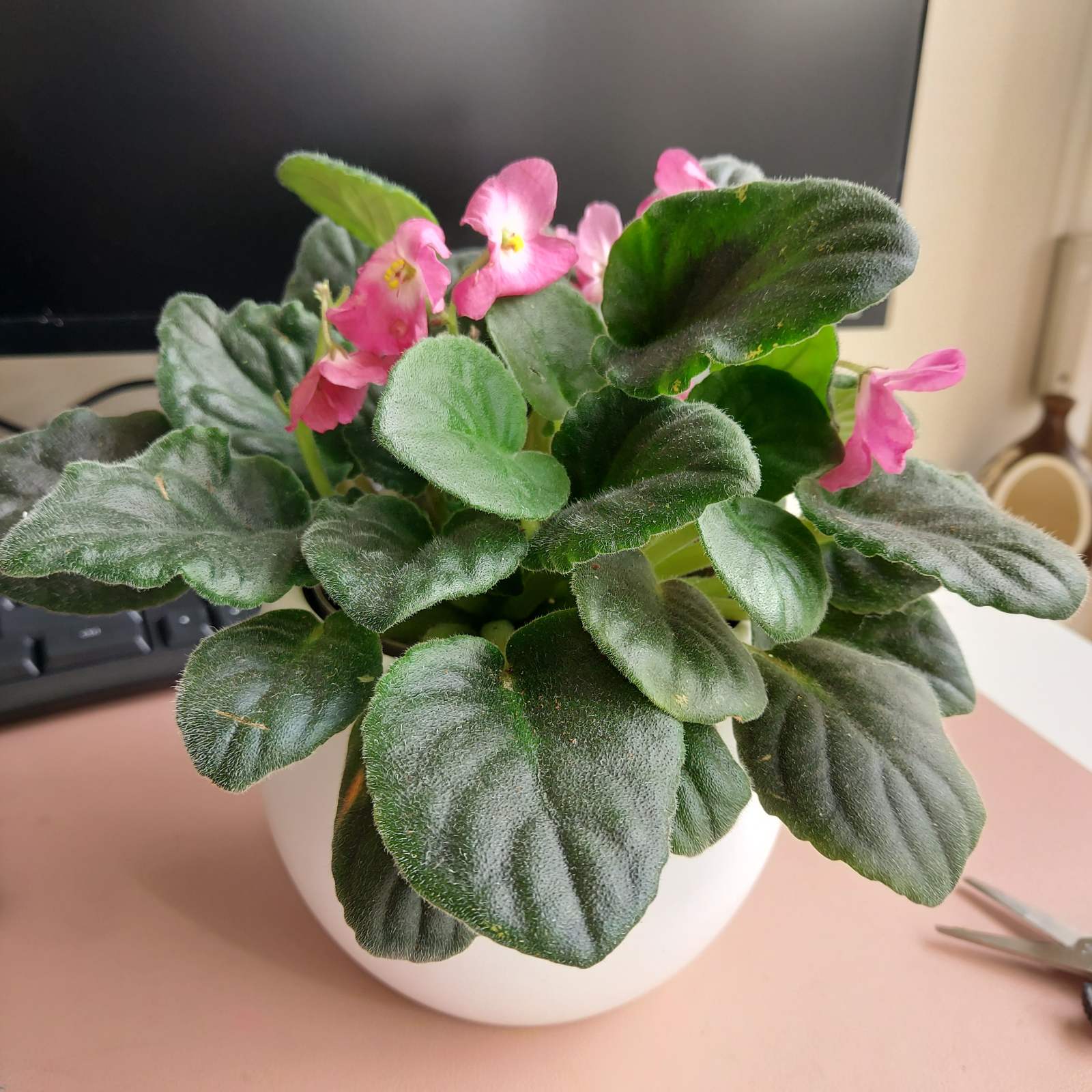 African Violet