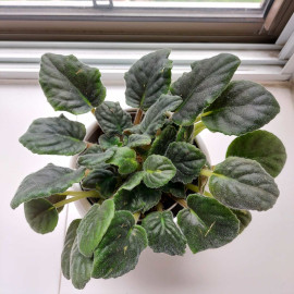 African Violet