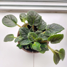 African Violet