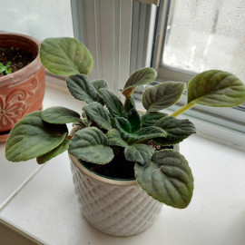 African Violet