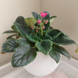 African Violet