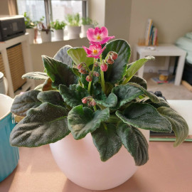 African Violet