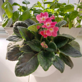 African Violet