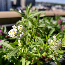 Alyssum