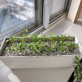 Seedlings