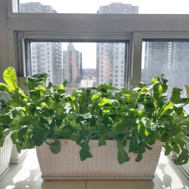 Arugula