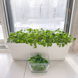 Arugula