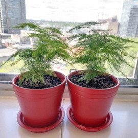 Asparagus Fern