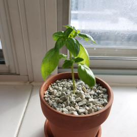 Basil 'Romanesco'