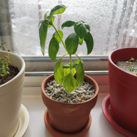 Basil 'Romanesco'