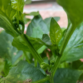 Bell Pepper and Basil