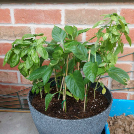 Bell Pepper and Basil