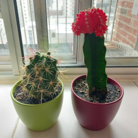 Olivia's cactus