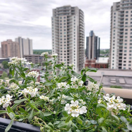 Candytuft