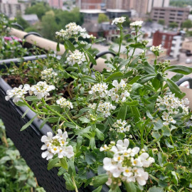 Candytuft