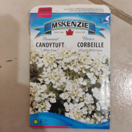 Candytuft