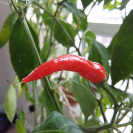 Chili