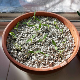 Chili seedlings