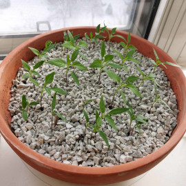 Chili seedlings