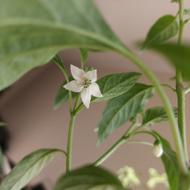 Chili flower