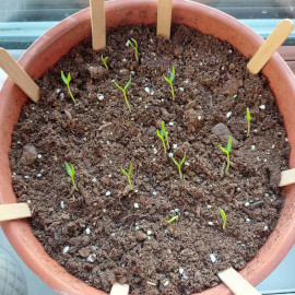 Chili seedlings