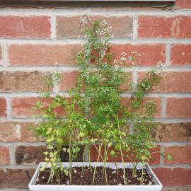 Cilantro flowers