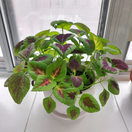 Coleus