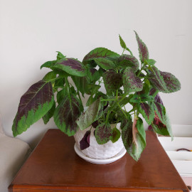 Coleus