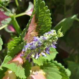 Coleus