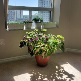 Coleus