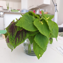 Coleus