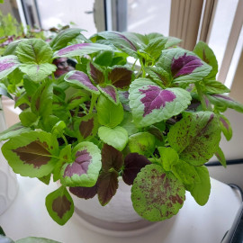 Coleus