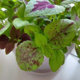 Coleus