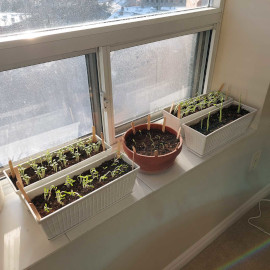 Seedlings