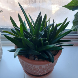 Haworthia