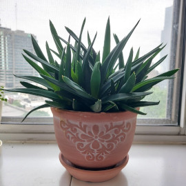 Haworthia