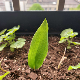 Lily of the Valley