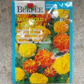 Marigold