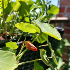 Nasturtium