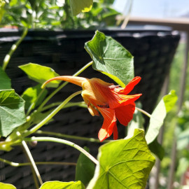 Nasturtium