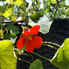 Nasturtium