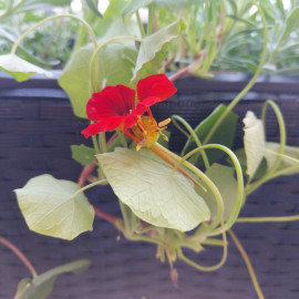 Nasturtium