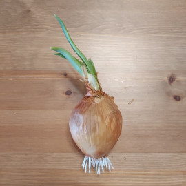 Onion