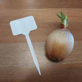 Onion