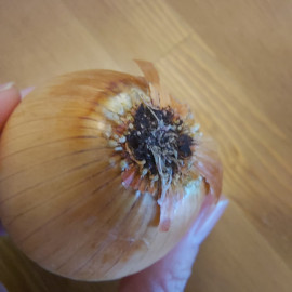 Onion