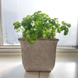 Parsley