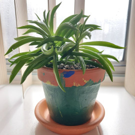 Peperomia green bean